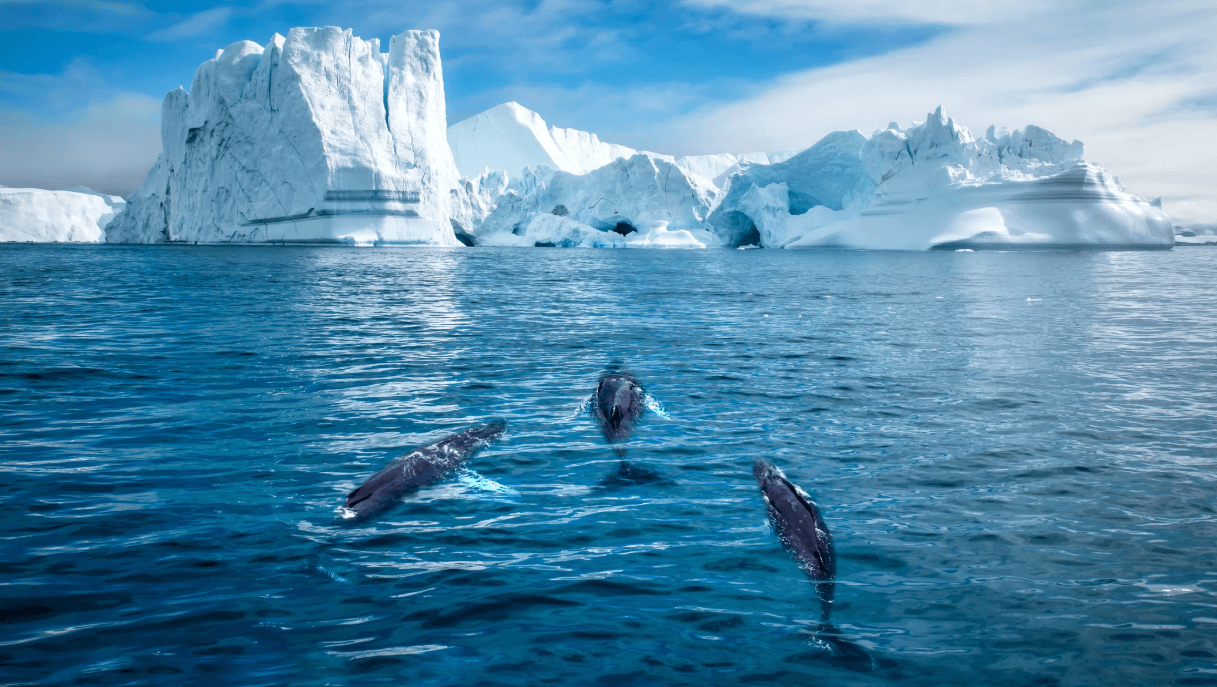 Comment découvrir le charme du Groenland